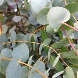 Eucalyptus cinerea 'Silver Dollar 19 cm potte 